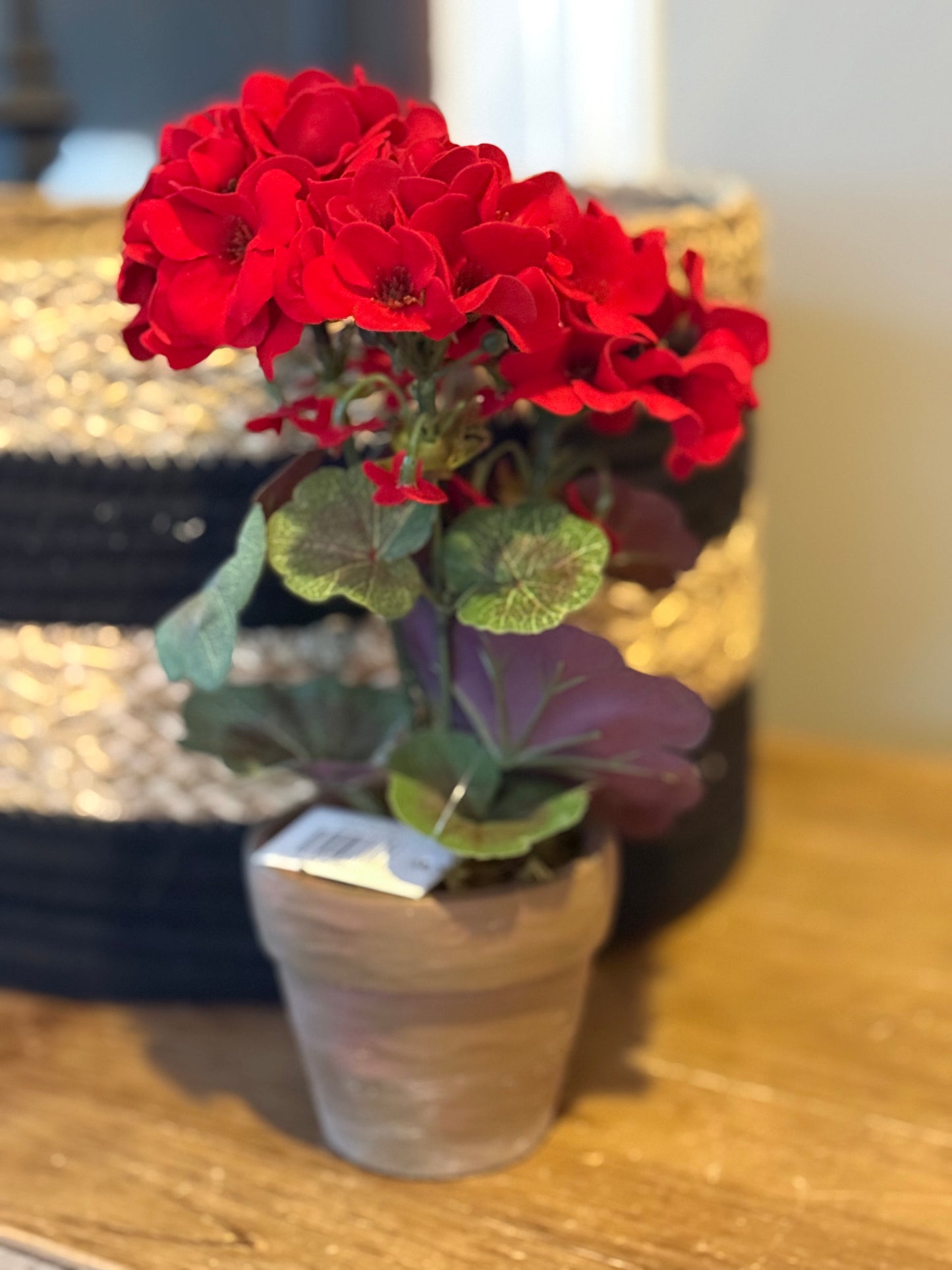 9 inch Red Geranium in clay pot
