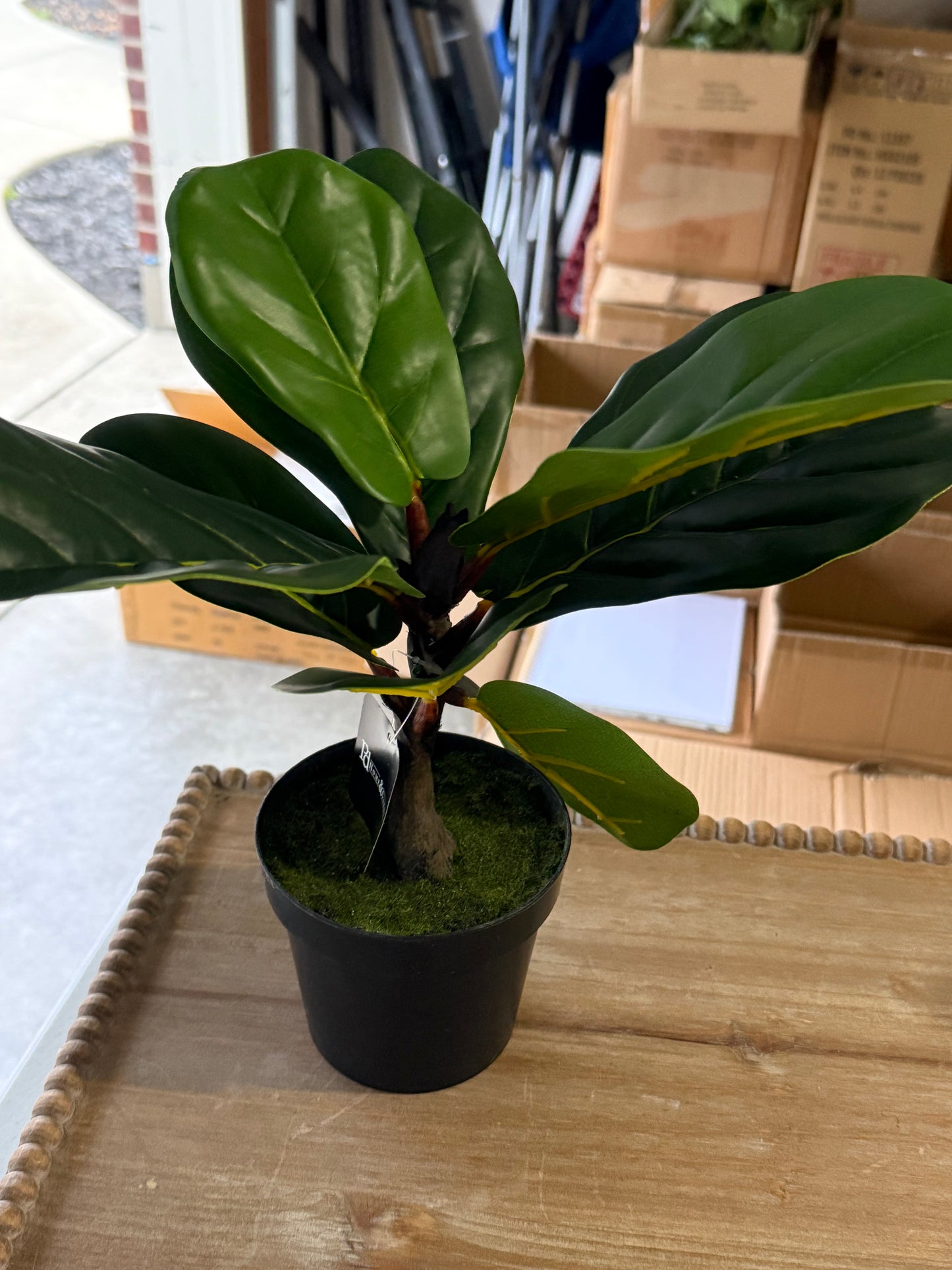Fiddle Leaf Tree