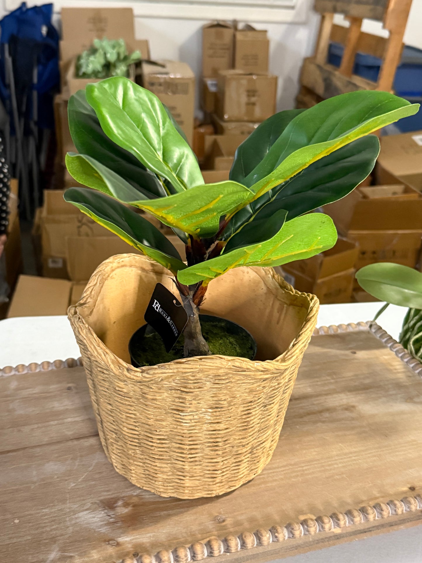Fiddle Leaf Tree