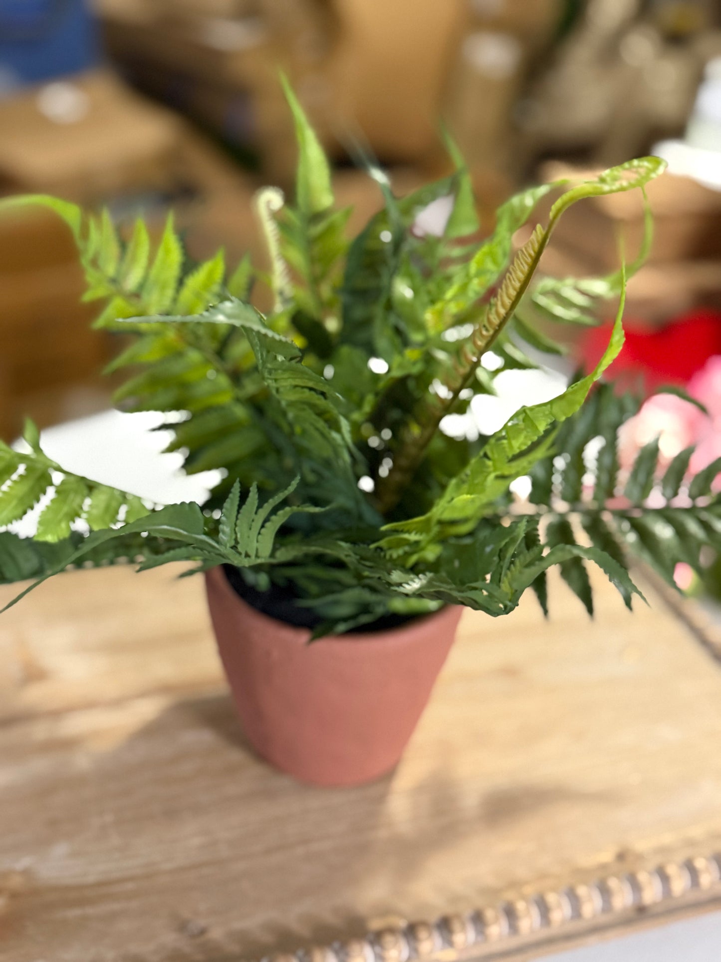 Fern in Cement Pot