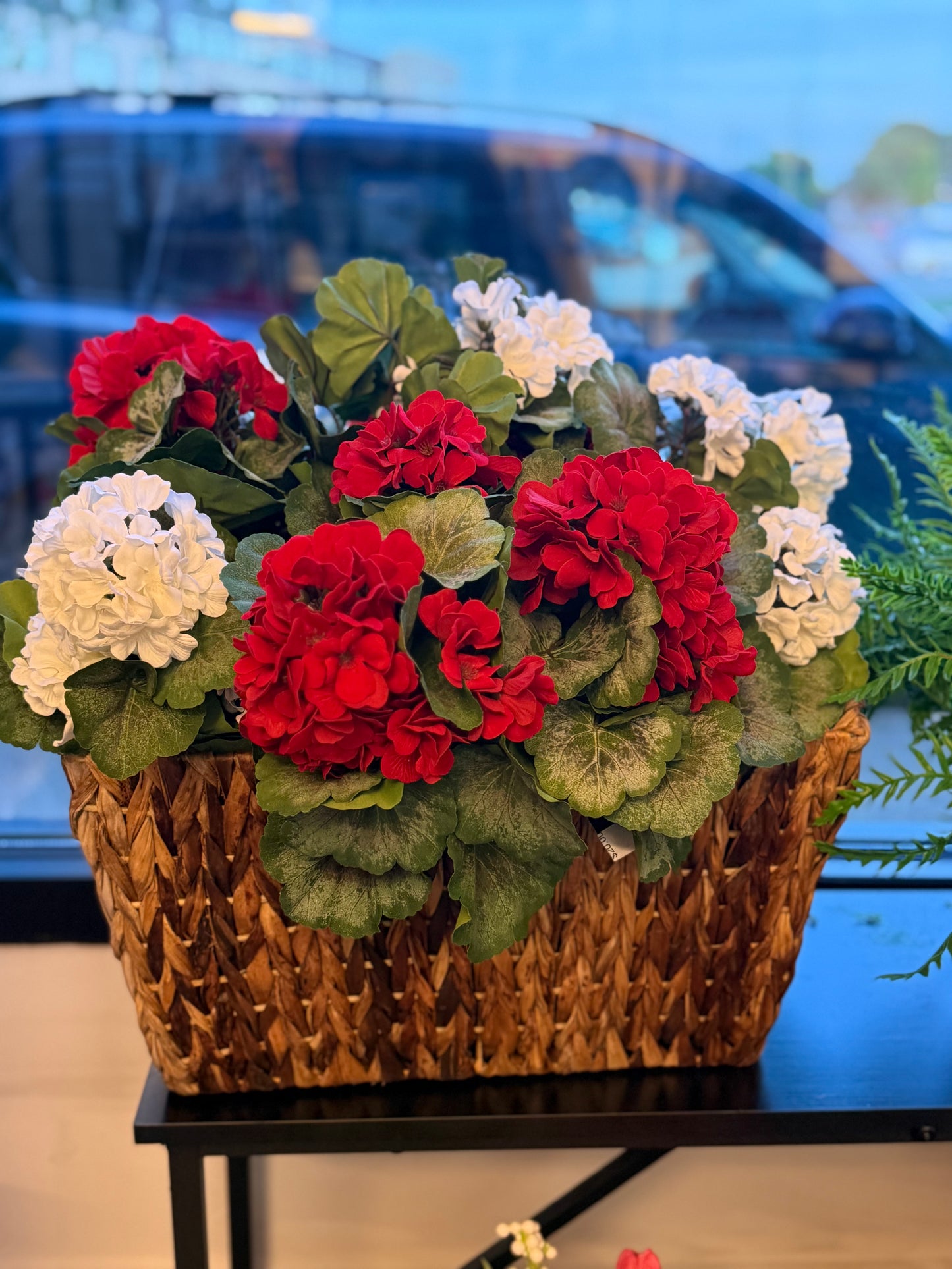 15 inch Geranium Bush